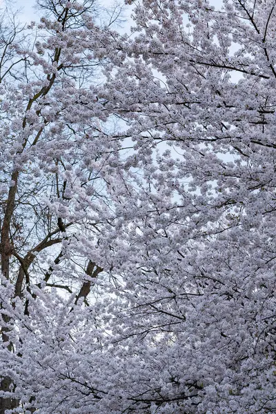 Çiçek açan Japon kiraz dalları açık bir günde gökyüzüne karşı çiçek açar. Çiçek açan ağaçların doğal arka planı. Bahar.