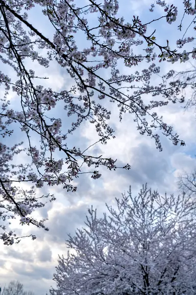 Açık bir günde bulutlu bir gökyüzüne karşı açan kiraz ağaçlarının dalları. Ağaç kaplamalı gökyüzünün doğal arka planı.