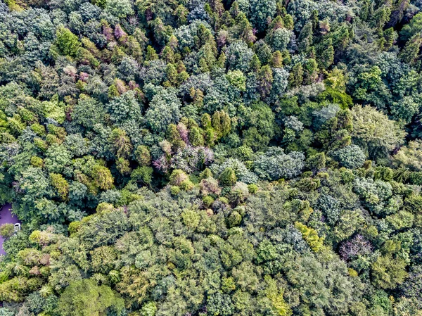 Levegőkilátás Vegyes Erdőkre Mayo Megyében Köztársaság — Stock Fotó