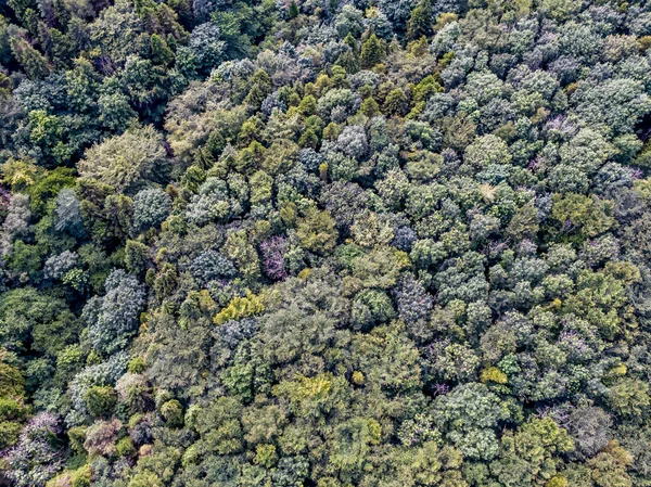 Levegőkilátás Vegyes Erdőkre Mayo Megyében Köztársaság — Stock Fotó