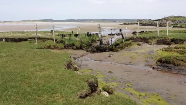 Valla Playa Carn Reserva Natural Sheskinmore Entre Ardara Portnoo Donegal — Vídeo de stock