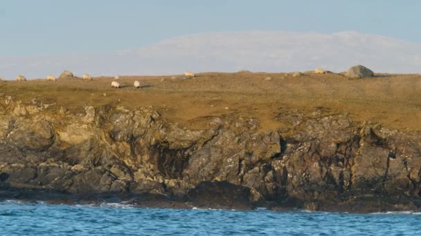 Owce Wypasane Inishkeel Przez Portnoo Donegal Irlandia — Wideo stockowe