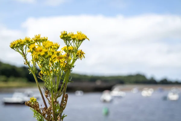 Common Ragwort Growing Ballina Harbour County Mayo Republic Ireland — Stock Photo, Image