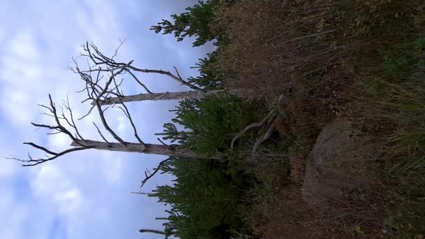 Rlanda Nın Donegal Ilçesindeki Peatbatbataklıkta Ölü Bir Ağaç — Stok video