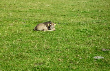 İrlanda 'daki yeşil çayırda uyuyan buzağı..
