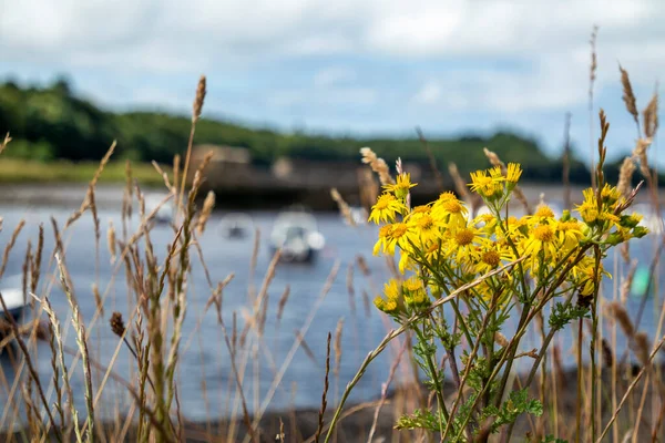 Common Ragwort Growing Ballina Harbour County Mayo Republic Ireland — Stock Photo, Image