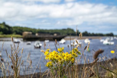 İlçe Mayo 'da Ballina Limanı' nda yetişen yaygın Ragwort - İrlanda Cumhuriyeti.