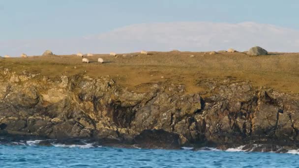 Timelapse Sheep Pastzing Inishkeel Portnoo Donegal Ireland — стоковое видео