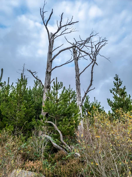 Dead Tree Peatbog County Donegal Ireland — Stock Photo, Image