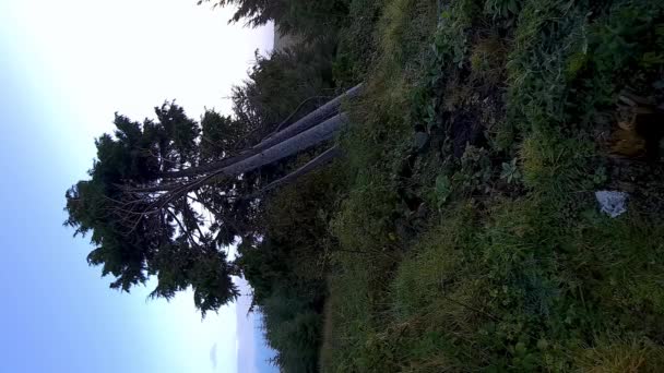 Pojedyncze Drzewo Hrabstwie Donegal Irlandia — Wideo stockowe