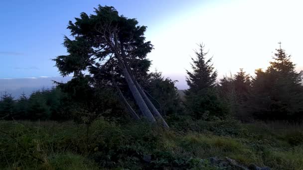 Pohon Tunggal Yang Ditebang County Donegal Irlandia — Stok Video