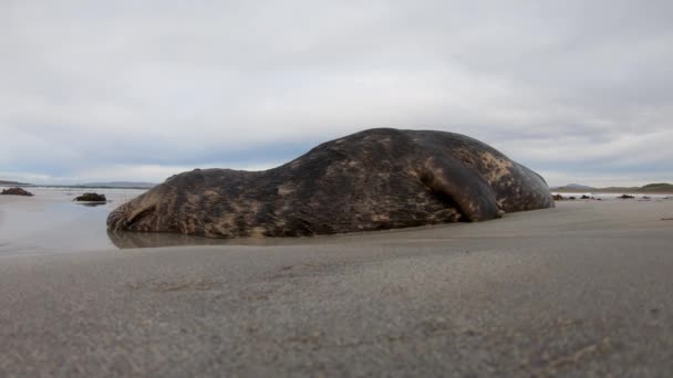 死海豹被爱尔兰多纳加县的波尔诺冲到了纳林海滩 — 图库视频影像