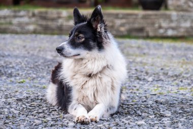 Border collie İrlanda 'da bir şatonun önünde dinleniyor..