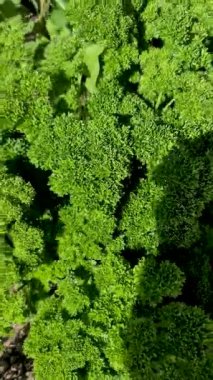 İrlanda 'daki bahçede maydanoz yetişiyor.