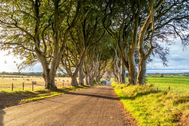 Ballymoney 'deki Dark Hedges ağaç tüneli, Kuzey İrlanda, İngiltere
