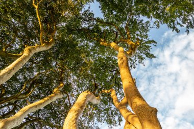 Ballymoney 'deki Dark Hedges ağaç tüneli, Kuzey İrlanda, İngiltere