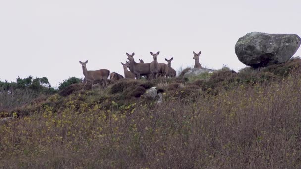 Red Deer Cashelgolan Portnoo County Donegal Ireland — Vídeo de stock