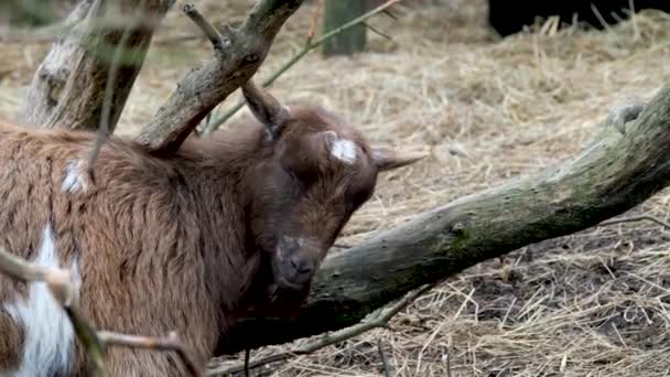 Irish Goat Having Good Rub County Donegal Ireland — Vídeo de Stock