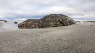 Ölü fok Portnoo, Donegal, İrlanda 'daki Narin Sahili' nde karaya vurmuş..