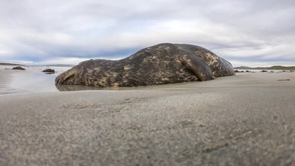 Phoque Mort Échoué Sur Narin Beach Par Portnoo Comté Donegal — Video
