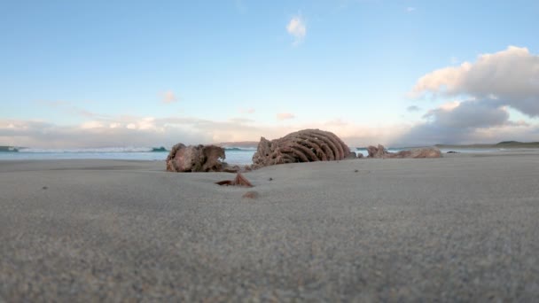 Скелет Тюленя Пляже Нарин Портну Графство Донегал Ирландия — стоковое видео