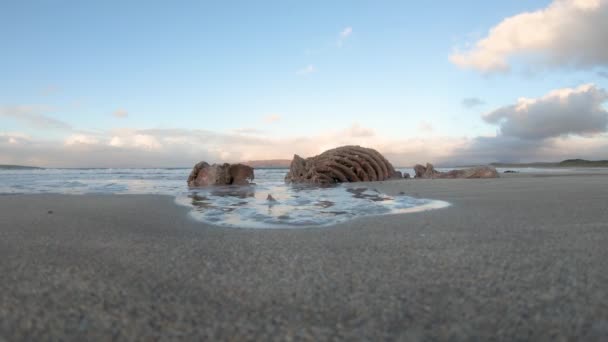 Seal Skeleton Narin Beach Portnoo County Donegal Irsko — Stock video