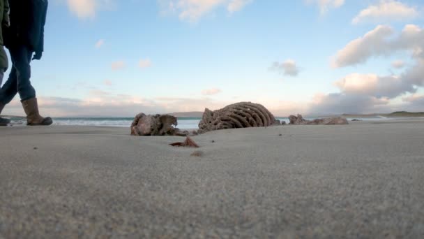爱尔兰波尔诺 2022年11月29日 狗在纳林海滩沿着海豹骨骼行走 — 图库视频影像