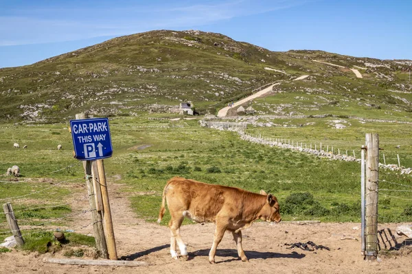 Calf New Path Murder Hole Beach Officially Called Boyeeghether Bay — Stock Photo, Image