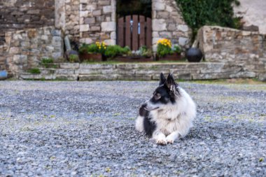 Border collie İrlanda 'da bir şatonun önünde dinleniyor..