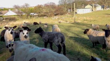 İrlanda 'da sorun çıkaran birkaç koyun ve kuzu..