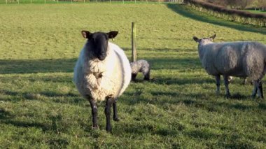 İrlanda 'da sorun çıkaran birkaç koyun ve kuzu..