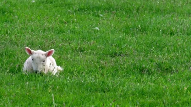 とてもかわいい子羊が緑の芝生の上で休んでいる — ストック動画