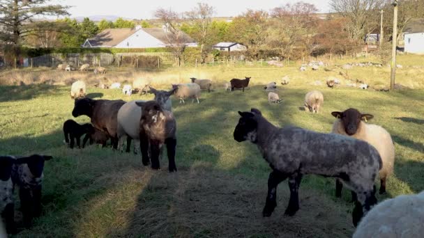Ein Paar Schafe Und Lämmer Sorgen Irland Für Ärger — Stockvideo