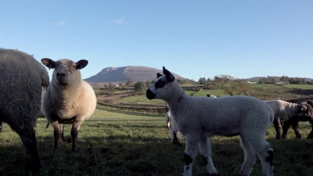 Few Sheep Lambs Making Trouble Ireland — Stock Video
