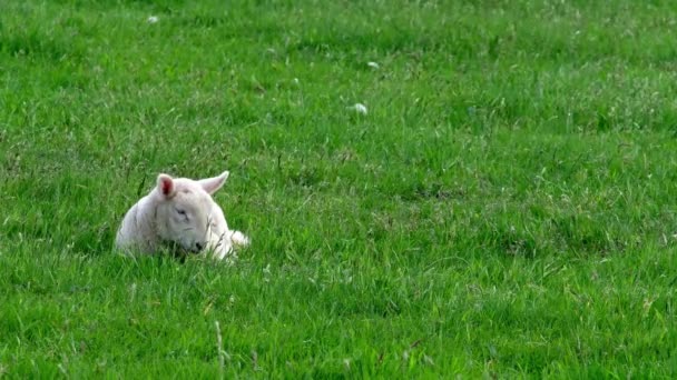 Sangat Lucu Domba Beristirahat Rumput Hijau — Stok Video