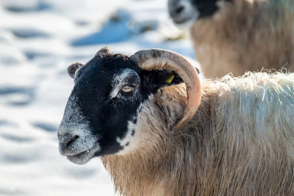 Cluse Blackface Moutons Dans Neige Irlande — Photo