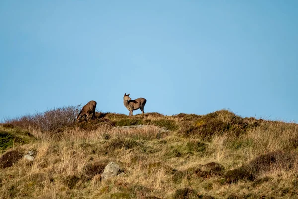 爱尔兰Donegal县Portnoo的Castlegoland红鹿 — 图库照片