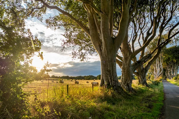 Σήραγγα Του Δένδρου Dark Hedges Στο Ballymoney Βόρεια Ιρλανδία Ηνωμένο — Φωτογραφία Αρχείου