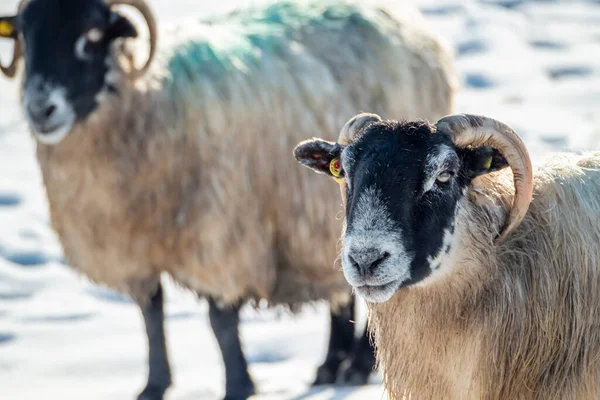Cluse Blackface Sheep Snow Ireland — Stock Photo, Image