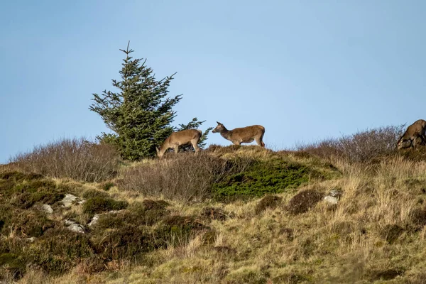 Red Deer Castlegoland Portnoo County Donegal Irland – stockfoto