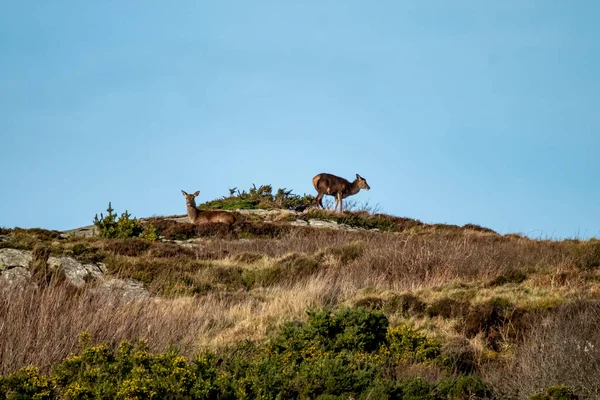 Red Deer Castlegoland Portnoo County Donegal Irland – stockfoto