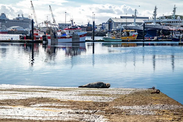 Killybegs Irsko Září 2022 Těsnění Spočívající Molu Přístavu — Stock fotografie