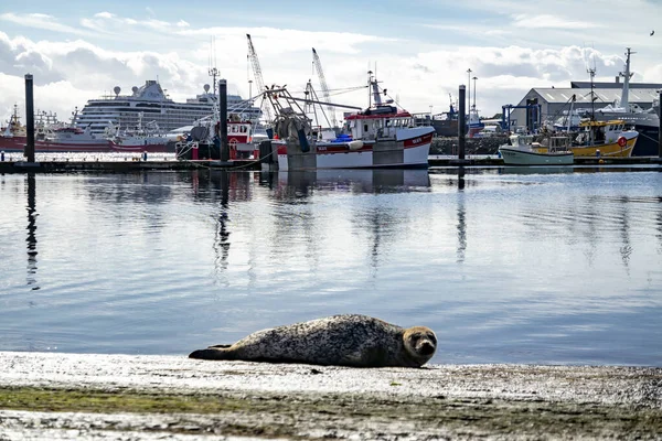 Killybegs Ireland September 2022 Seal Resting Pier Harbour — Stock Photo, Image