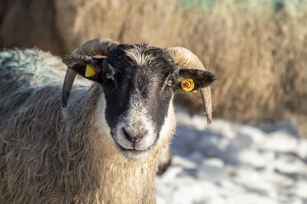 stock image Cluse up of Blackface Sheep in the snow in Ireland.