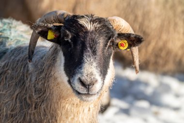 İrlanda 'da kara yüzlü koyunu alkışlayın..