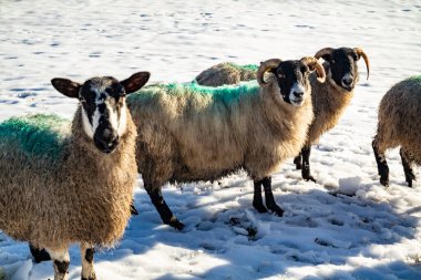 Donegal, İrlanda 'da karla kaplı bir çayırda koyun sürüsü..