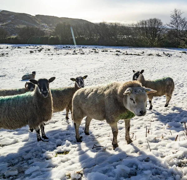爱尔兰多纳加县雪地覆盖的草地上的德色雷斯羊 — 图库照片