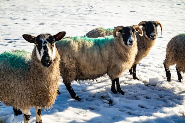 Rebaño Ovejas Prado Cubierto Nieve Condado Donegal Irlanda — Foto de Stock