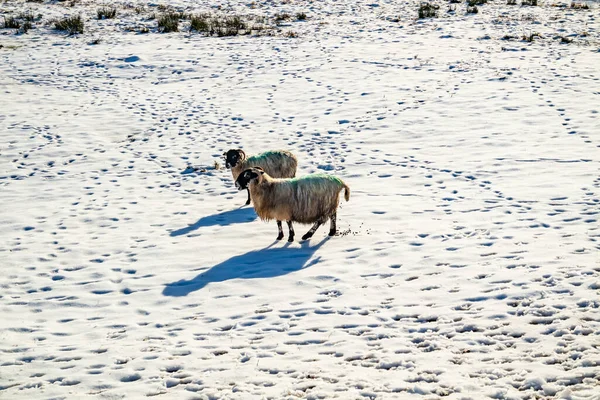 Flock Sheep Snow Covered Meadow County Donegal Ireland — Stock Photo, Image