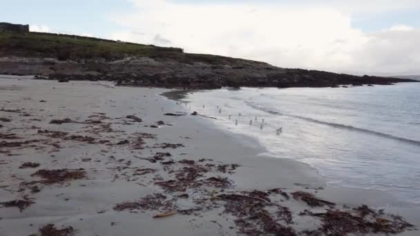 Stado Piaskowiczów Cieszących Się Plażą Wyspie Inishkeel Hrabstwie Donegal Irlandia — Wideo stockowe